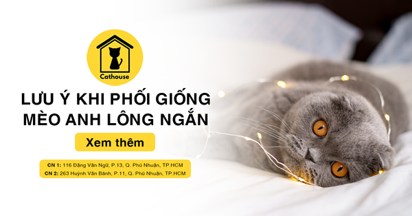 Những Điều Cần Lưu Ý Khi Phối Giống Mèo Anh Lông Ngắn