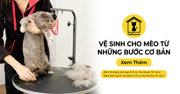 Hướng Dẫn Bạn Cách Vệ Sinh Cho Mèo Từ Những Bước Cơ Bản