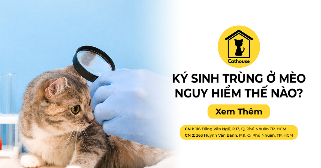 Ký Sinh Trùng Ở Mèo Nguy Hiểm Như Thế Nào?