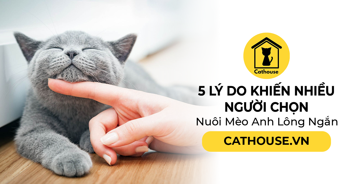 5 Lý Do Khiến Nhiều Người Chọn Nuôi Mèo Anh Lông Ngắn