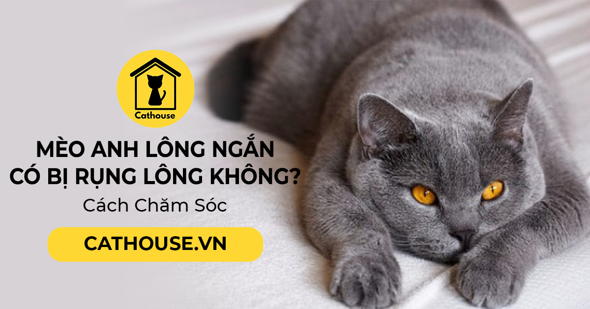 Mèo Anh Lông Ngắn Có Bị Rụng Lông Không? Cách Chăm Sóc