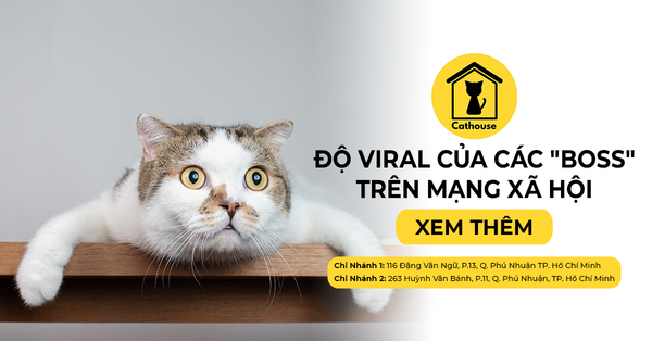 Độ Viral Của Những Chú Mèo Trên Mạng Xã Hội