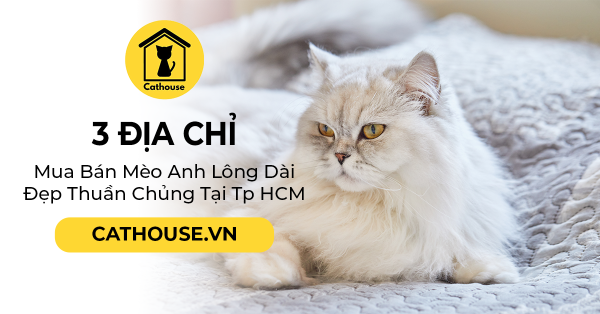 Top 3 Địa Chỉ Mua Bán Mèo Anh Lông Dài Đẹp Thuần Chủng Tại Tp HCM