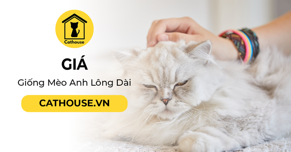 Giống Mèo Anh Lông Dài Giá Bao Nhiêu? Cập Nhật Mới Nhất T7/2021