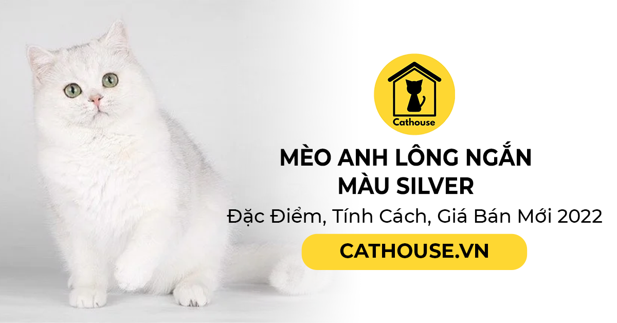 Mèo Anh Lông Ngắn Màu Silver Đặc Điểm, Tính Cách, Giá Bán Mới 2022