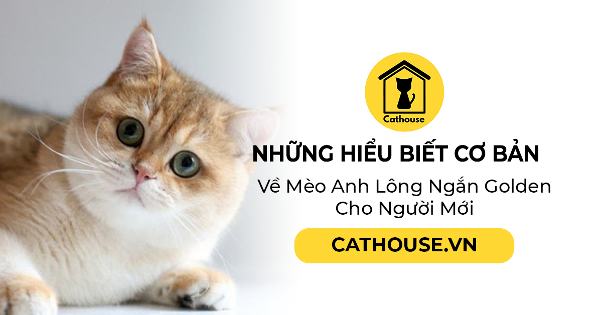 Những Hiểu Biết Cơ Bản Về Mèo Anh Lông Ngắn Golden Cho Người Mới