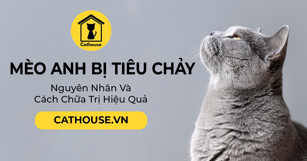 Mèo Anh Bị Tiêu Chảy - Nguyên Nhân Và Cách Chữa Trị Hiệu Quả Nên Biết