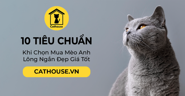 10 Tiêu Chuẩn Cần Biết Khi Chọn Mua Mèo Anh Lông Ngắn Đẹp Giá Tốt
