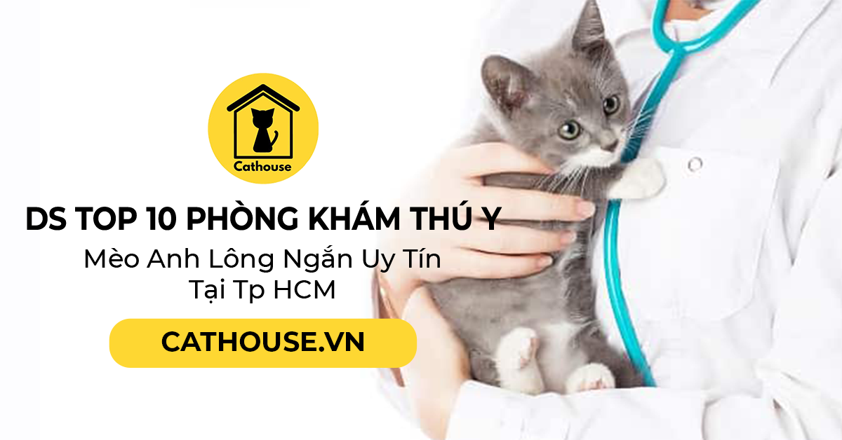 DS Top 10 Phòng Khám Thú Y - Mèo Anh Lông Ngắn Uy Tín Tại Tp HCM