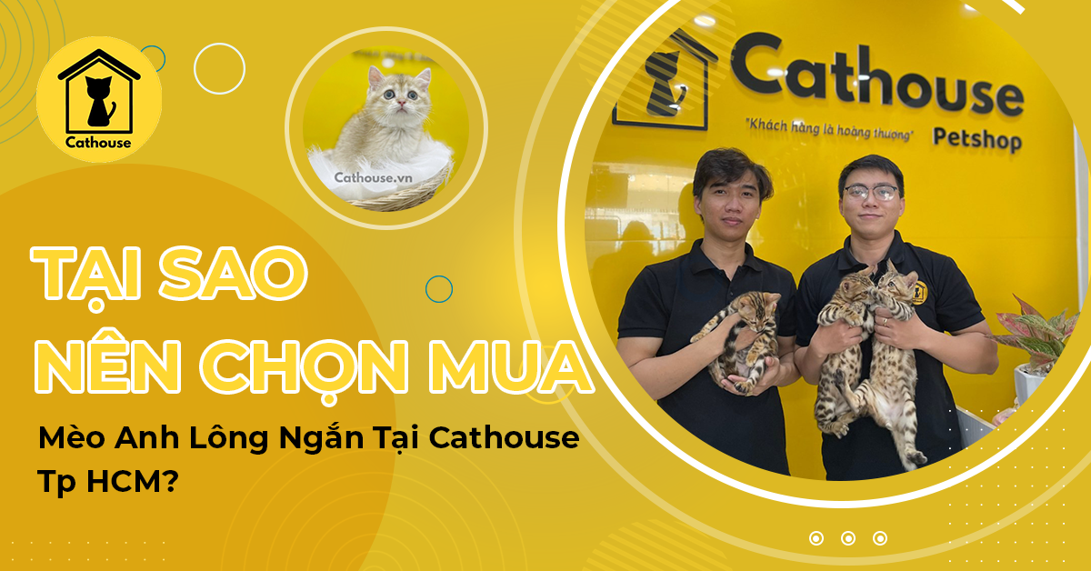 Tại Sao Bạn Nên Chọn Mua Mèo Anh Lông Ngắn Tại Cathouse - Tp HCM?