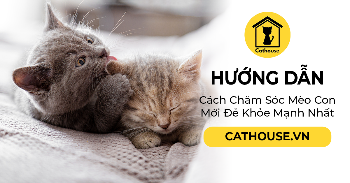 Hướng Dẫn Cách Chăm Sóc Mèo Con Mới Đẻ Khỏe Mạnh Nhất