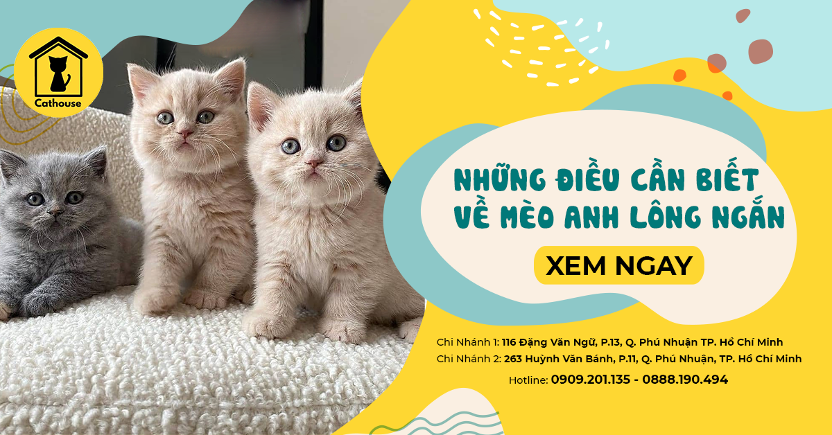 Bạn Muốn Mua Mèo Anh Lông Ngắn? Đừng Bỏ Qua Bài Viết Này Nhé