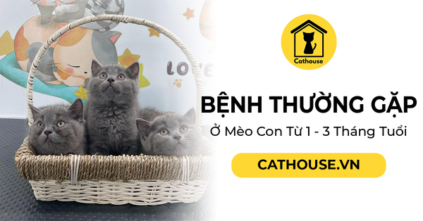 Cách Bệnh Thường Gặp Nhất Ở Mèo Con Từ 1 - 3 Tháng Tuổi