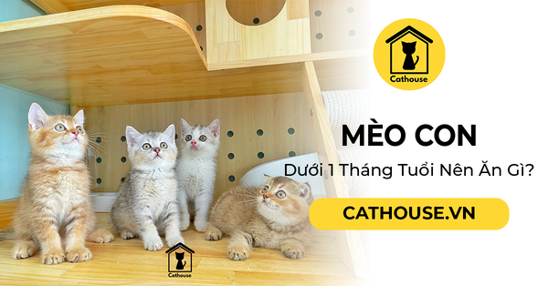 Mèo Con Dưới 1 Tháng Tuổi Nên Ăn Gì? Top 5 Thức Ăn Dinh Dưỡng Nhất