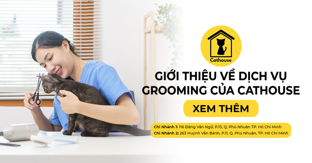 Vì Sao Dịch Vụ Grooming Chó Mèo Của Cathouse Được Đánh Giá Cao?