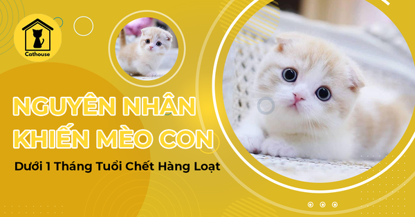 Nguyên Nhân Khiến Mèo Con Dưới 1 Tháng Tuổi Chết Hàng Loạt