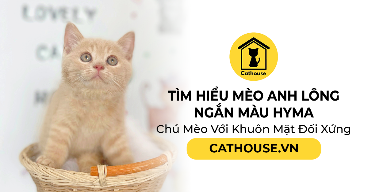 Tìm Hiểu Mèo Anh Lông Ngắn Màu Hyma - Chú Mèo Với Khuôn Mặt Đối Xứng