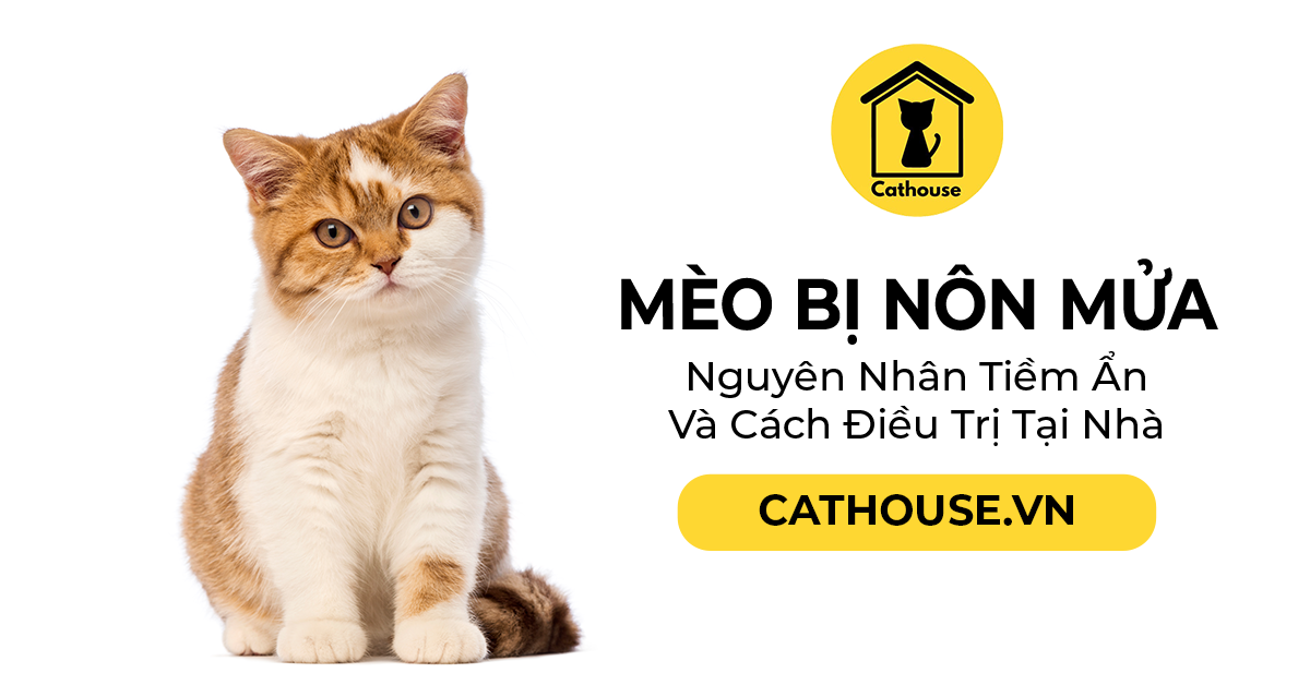 Mèo Bị Nôn Mửa  - Nguyên Nhân Tiềm Ẩn Và Cách Điều Trị Tại Nhà