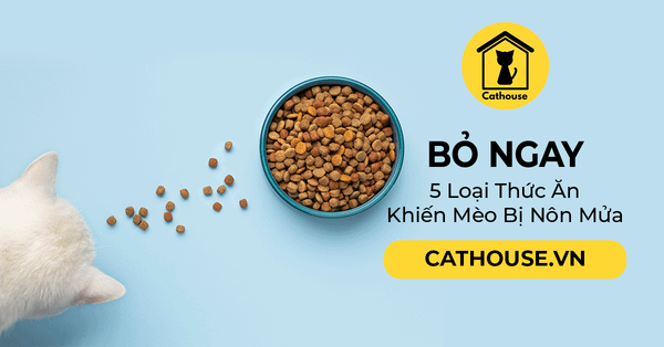 Bỏ Ngay 5 Loại Thức Ăn Khiến Mèo Bị Nôn Mửa