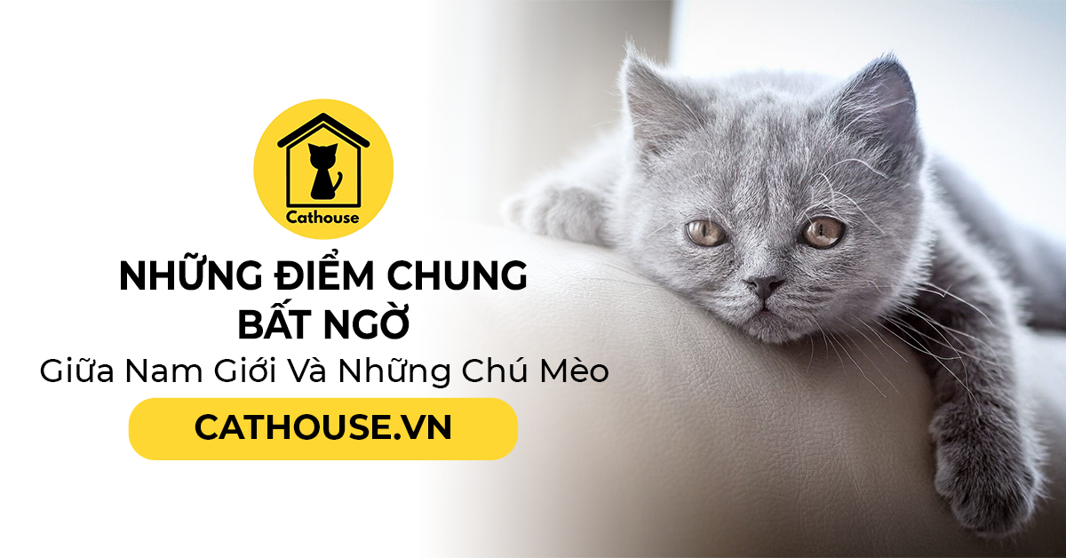 Những Điểm Chung Bất Ngờ Giữa Nam Giới Và Những Chú Mèo