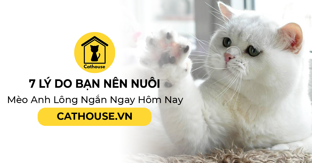 7 Lý Do Bạn Nên Nuôi Mèo Anh Lông Ngắn Ngay Hôm Nay