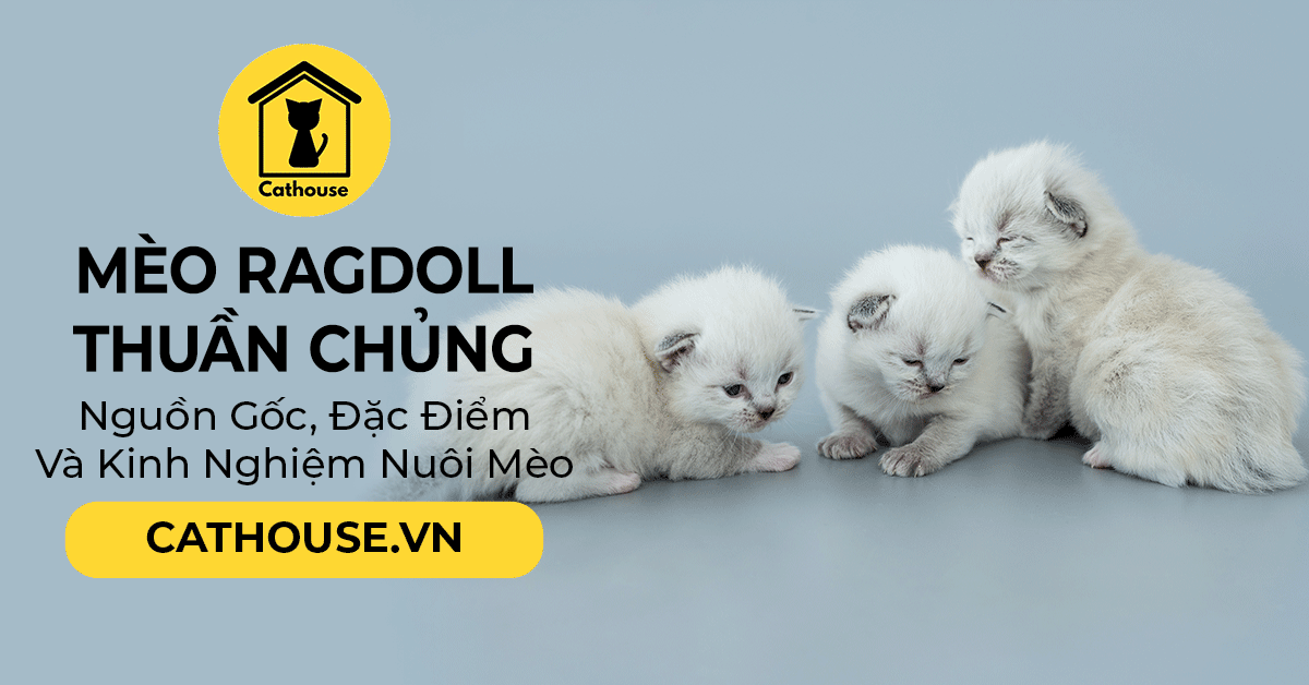 Mèo Ragdoll Thuần Chủng - Nguồn Gốc, Đặc Điểm Và Kinh Nghiệm Nuôi Mèo