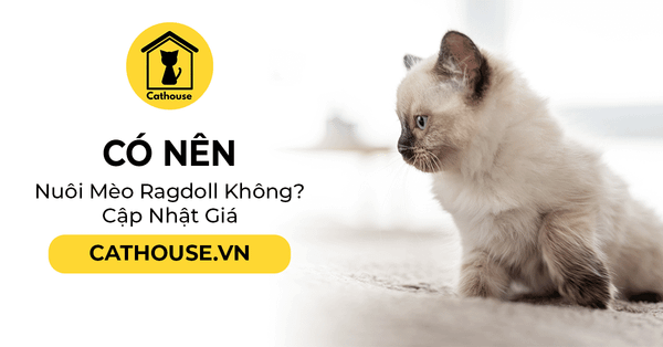 Có Nên Nuôi Mèo Ragdoll Không? Cập Nhật Giá Mèo Ragdoll Mới Nhất