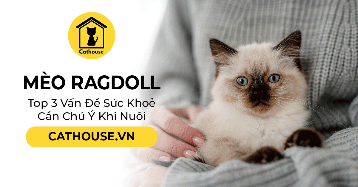 Mèo Ragdoll – Top 3 Vấn Đề Sức Khoẻ Cần Chú Ý Khi Nuôi