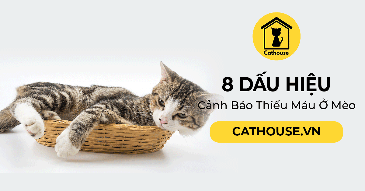 8 Dấu Hiệu Cảnh Báo Thiếu Máu Ở Mèo - Cách Khắc Phục Hiệu Quả