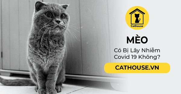 Mèo Có Bị Lây Nhiễm Covid 19 Không? Cách Phòng Tránh An Toàn
