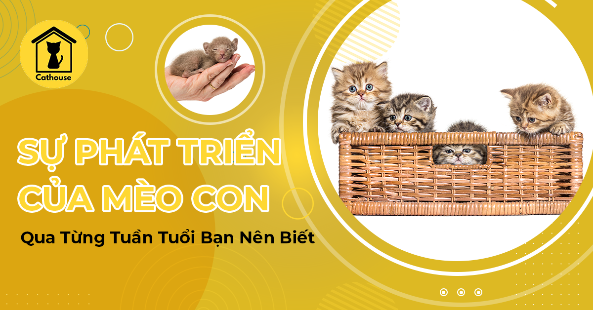 Sự Phát Triển Của Mèo Con Qua Từng Tuần Tuổi Bạn Nên Biết