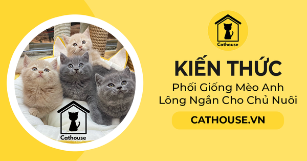 Kiến Thức Phối Giống Mèo Anh Lông Ngắn Cho Chủ Nuôi