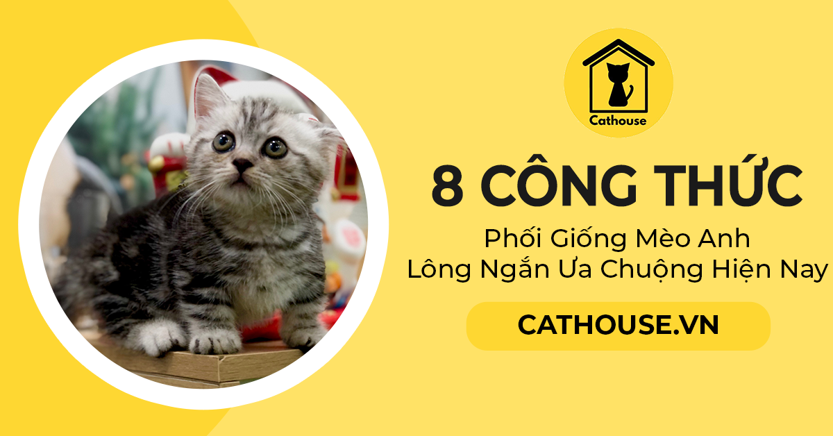 Top 8 Công Thức Phối Giống Mèo Anh Lông Ngắn Ưa Chuộng Hiện Nay