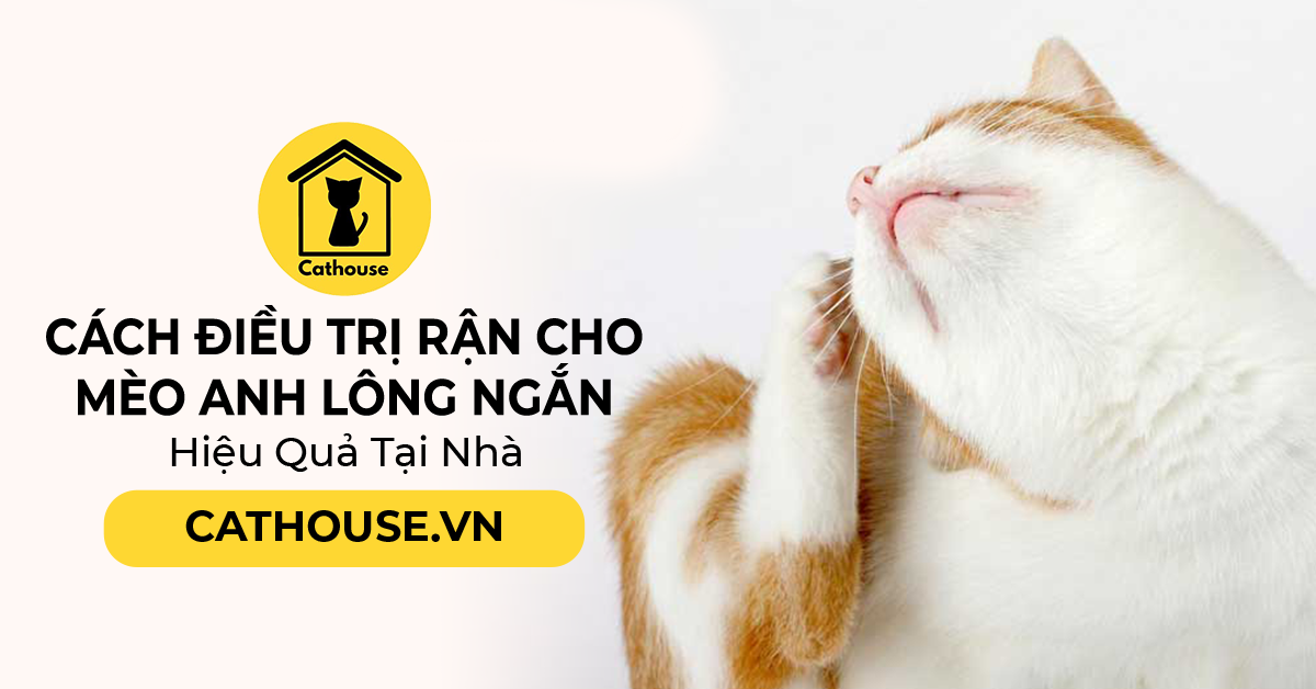 Cách Điều Trị Rận Cho Mèo Anh Lông Ngắn Hiệu Quả Tại Nhà