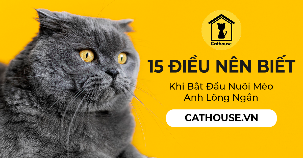 15 Điều Nên Biết Khi Bắt Đầu Nuôi Mèo Anh Lông Ngắn