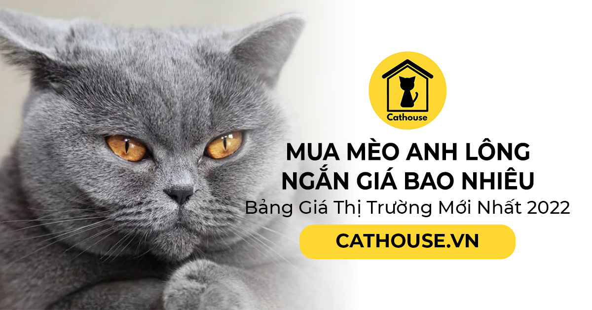 Mua Mèo Anh Lông Ngắn Giá Bao Nhiêu, Bảng Giá Thị Trường Mới Nhất 2022
