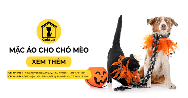Có Nên Mặc Áo Cho Chó Mèo?
