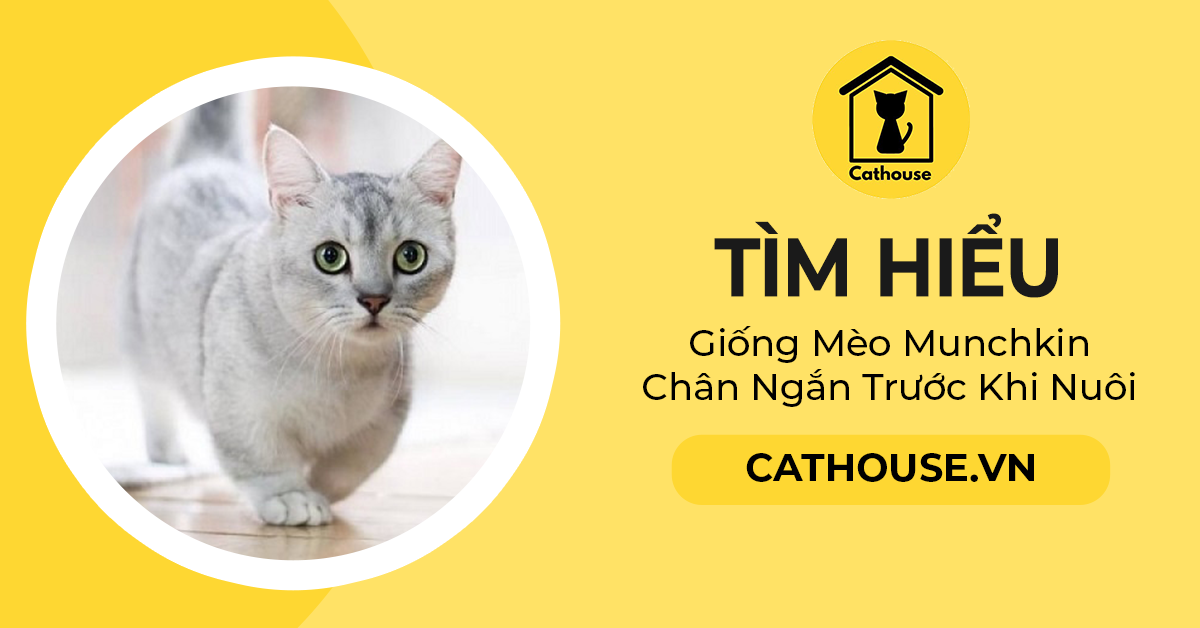 Tìm Hiểu Từ A-Z Giống Mèo Munchkin Chân Ngắn Trước Khi Nuôi