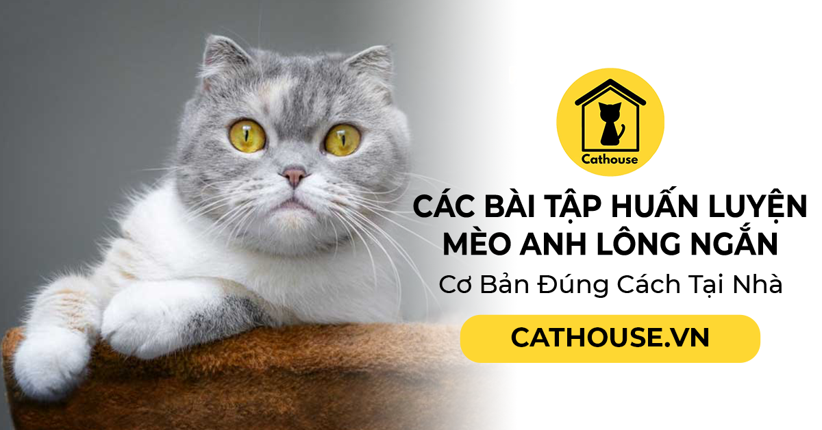 Các Bài Tập Huấn Luyện Mèo Anh Lông Ngắn Cơ Bản Đúng Cách Tại Nhà