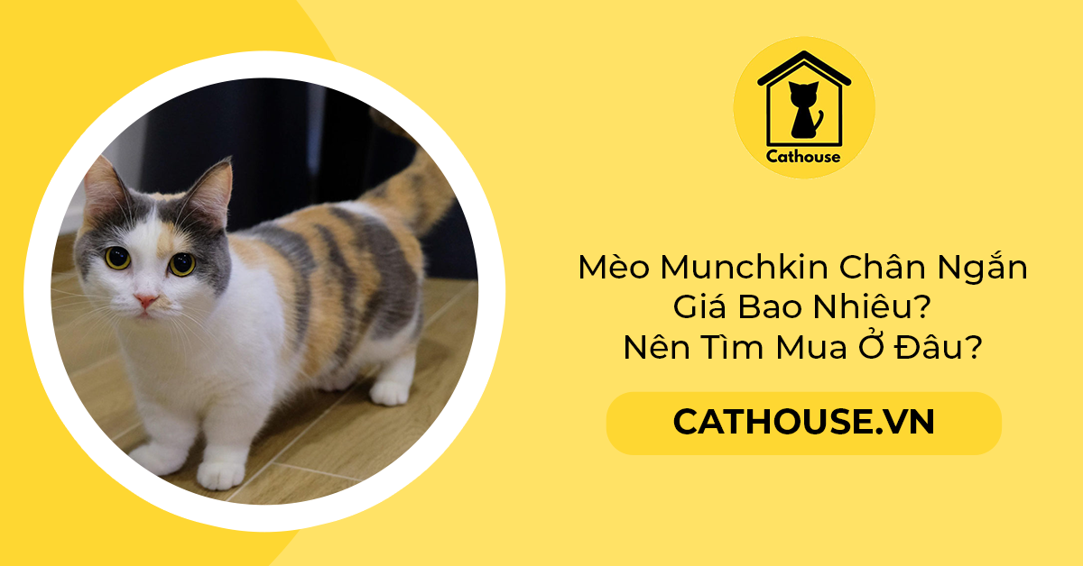 Mèo Munchkin Chân Ngắn Giá Bao Nhiêu? Nên Tìm Mua Ở Đâu?