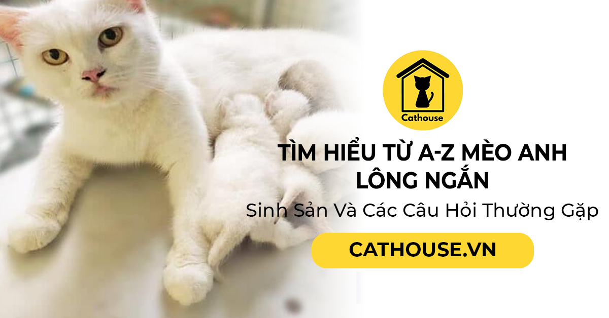 Tìm Hiểu Từ A-Z Mèo Anh Lông Ngắn Sinh Sản Và Các Câu Hỏi Thường Gặp