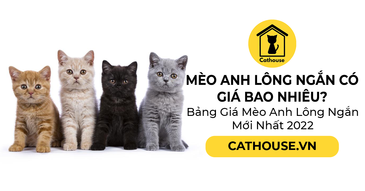 Mèo Anh Lông Ngắn Có Giá Bao Nhiêu? Bảng Giá Mèo Anh Lông Ngắn Mới Nhất 2022