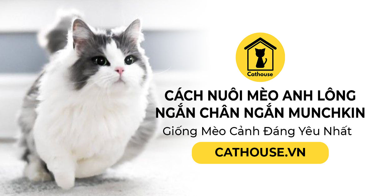 Cách Nuôi Mèo Anh Lông Ngắn Chân Ngắn Munchkin - Giống Mèo Cảnh Đáng Yêu Nhất