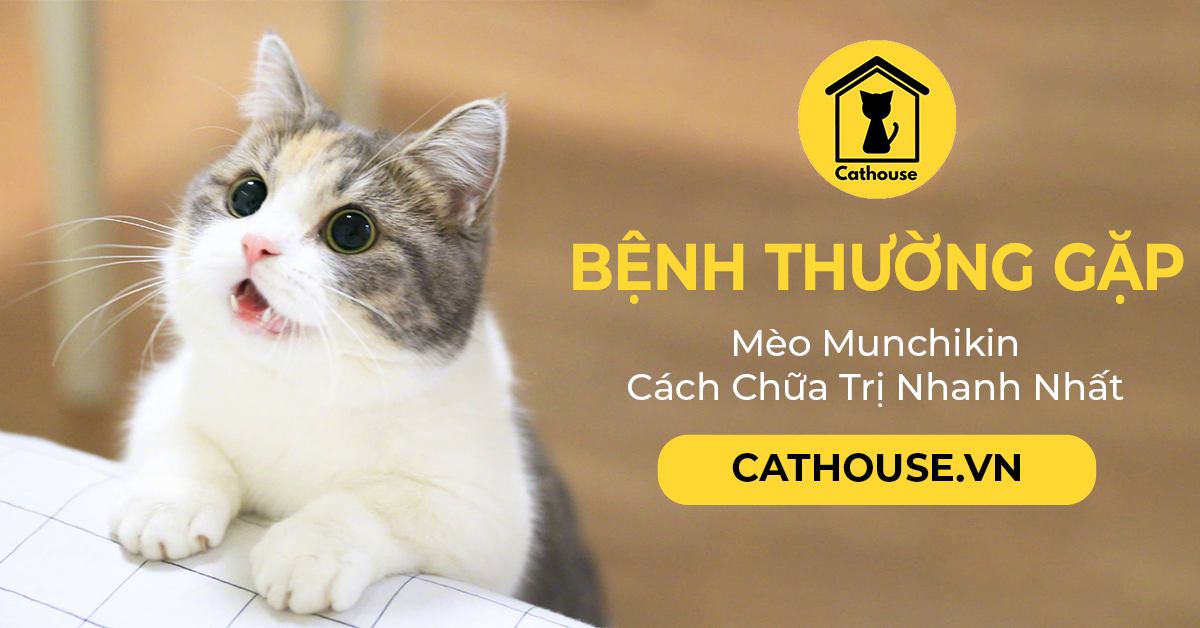 Một Số Bệnh Thường Gặp Ở Mèo Munchkin - Cách Chữa Trị Nhanh Nhất