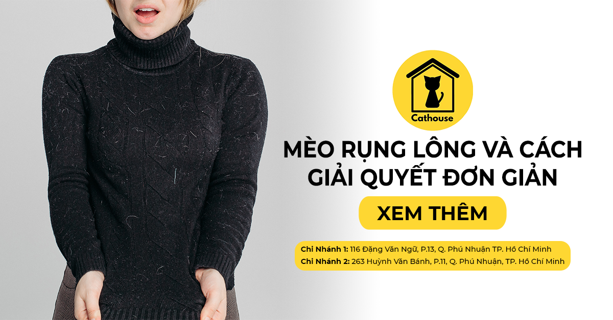 Lông Mèo Ở Khắp Nơi Trong Nhà? Cách Giải Quyết Thật Đơn Giản