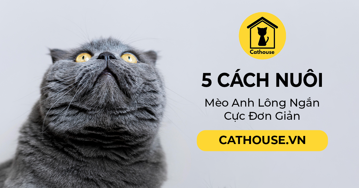 5 Cách Nuôi Mèo Anh Lông Ngắn Cực Đơn Giản Cho Người Mới Bắt Đầu