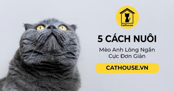 5 Cách Nuôi Mèo Anh Lông Ngắn Cực Đơn Giản Cho Người Mới Bắt Đầu