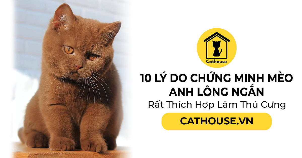 10 Lý Do Chứng Minh Mèo Anh Lông Ngắn Rất Thích Hợp Làm Thú Cưng