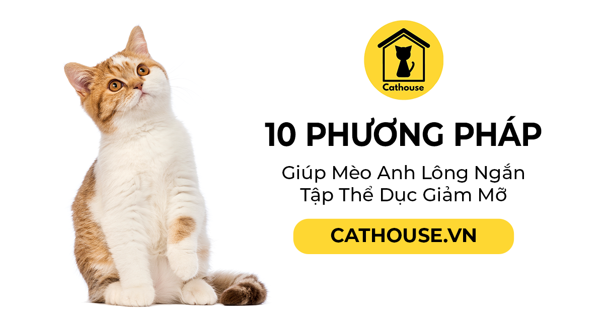 10 Phương Pháp Giúp Mèo Anh Lông Ngắn Tập Thể Dục Giảm Mỡ