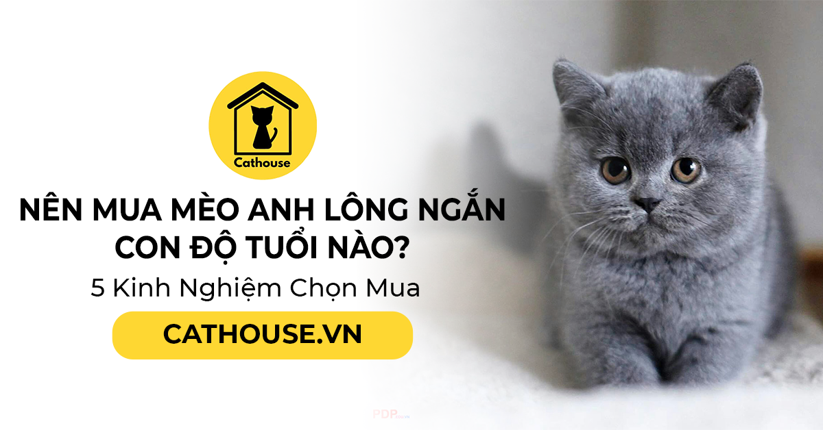 Nên Mua Mèo Anh Lông Ngắn Con Độ Tuổi Nào? 5 Kinh Nghiệm Chọn Mua